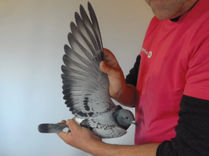 Pigeon image