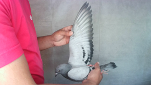 Pigeon image