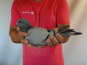 Pigeon image