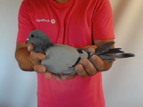 Pigeon image