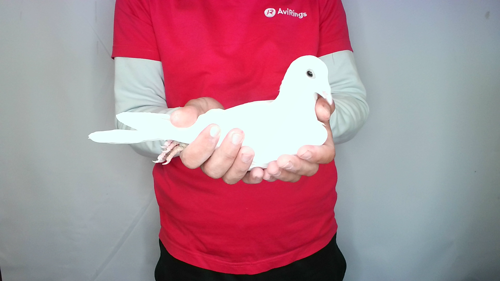 Pigeon image