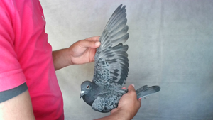 Pigeon image
