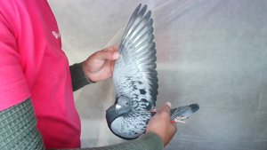 Pigeon image