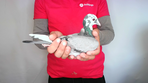 Pigeon image
