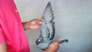 Pigeon image