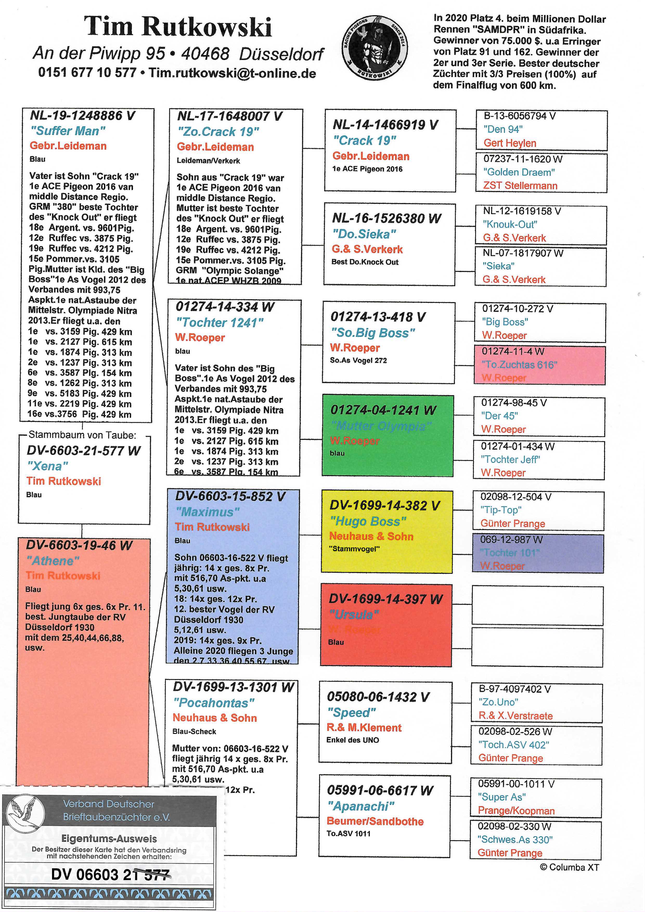 Pigeon pedigree image