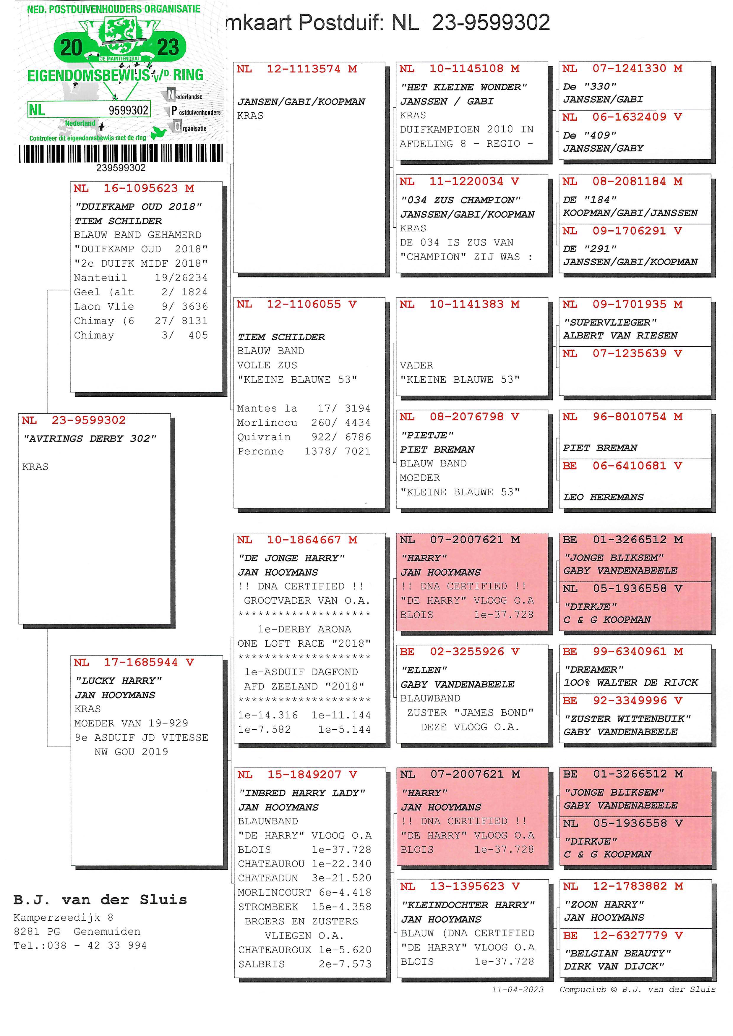 Pigeon pedigree image