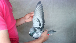 Pigeon image