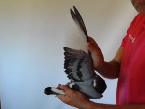 Pigeon image