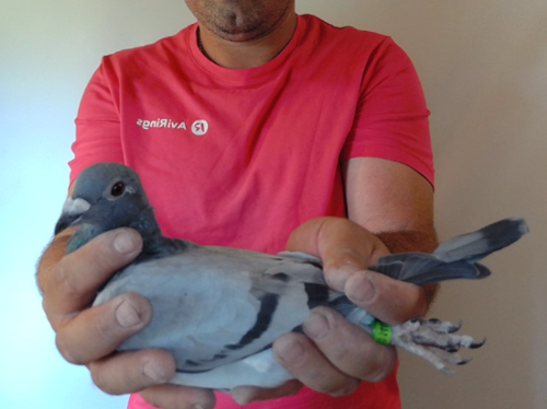 Pigeon image