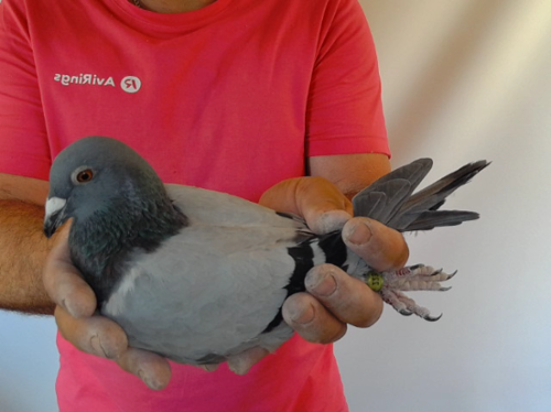 Pigeon image