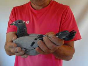 Pigeon image