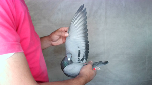 Pigeon image