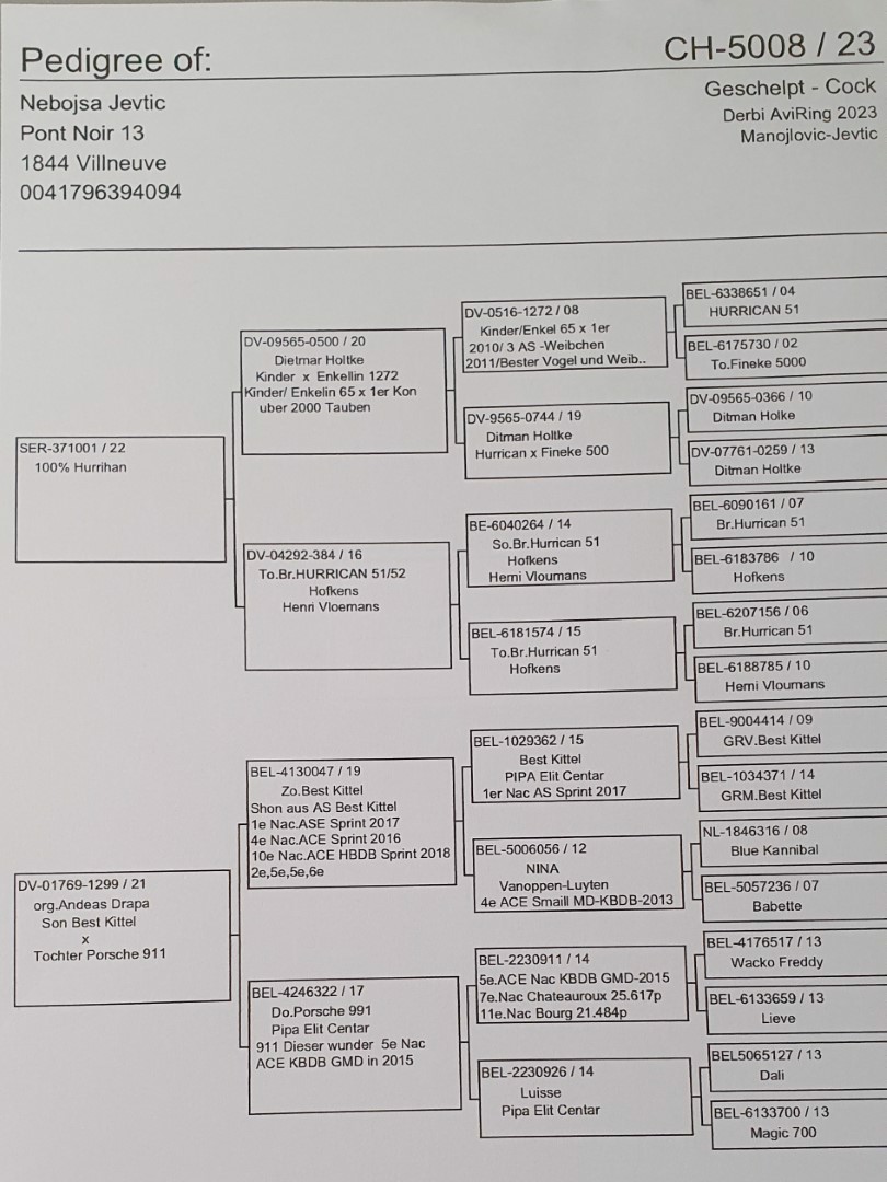 Pigeon pedigree image