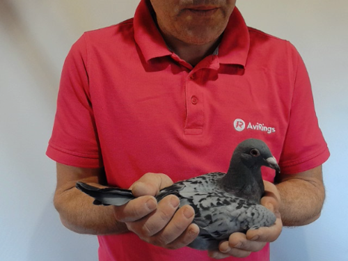 Pigeon image