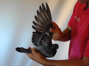 Pigeon image