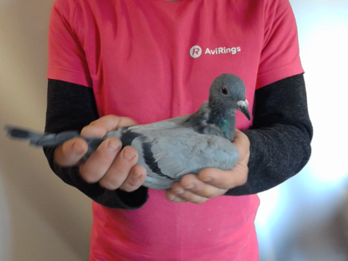 Pigeon image