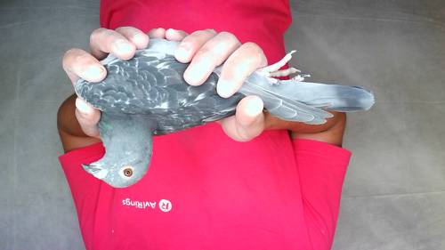 Pigeon image