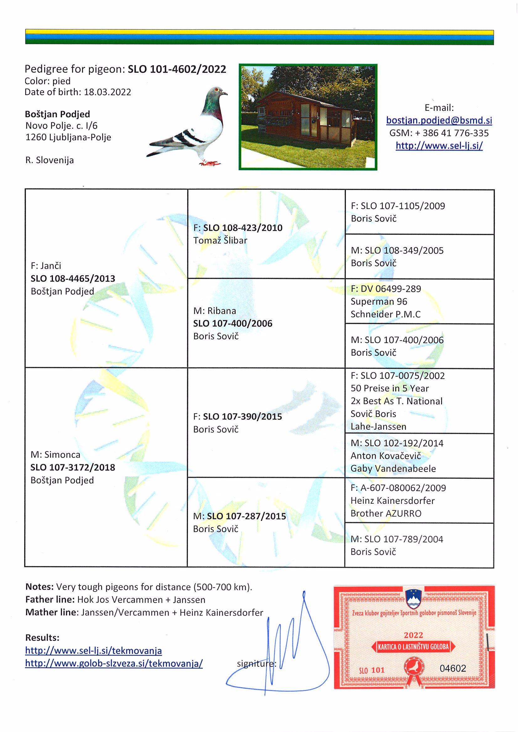Pigeon pedigree image