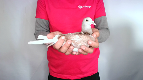 Pigeon image