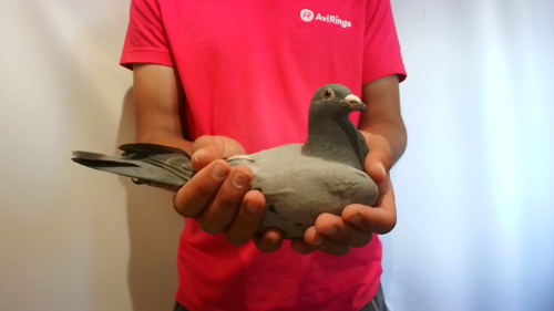 Pigeon image