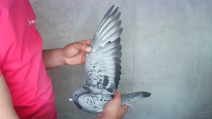 Pigeon image