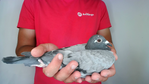 Pigeon image