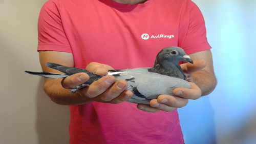 Pigeon image