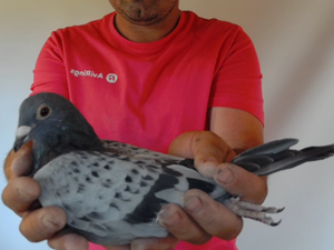 Pigeon image
