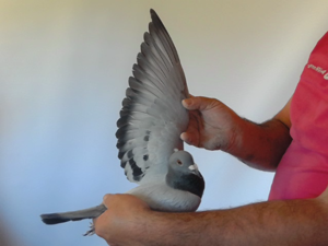 Pigeon image