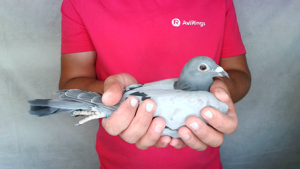 Pigeon image