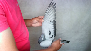 Pigeon image