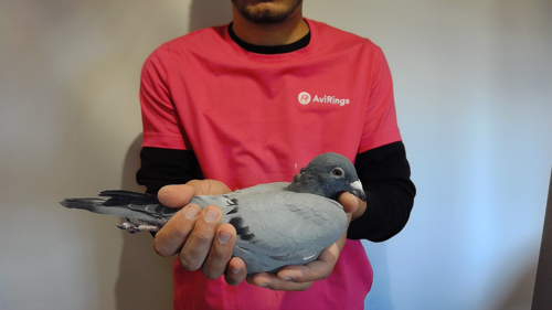 Pigeon image