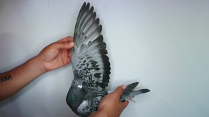 Pigeon image