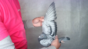 Pigeon image