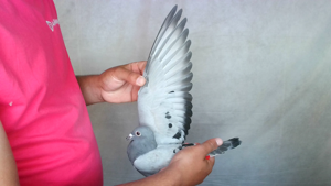 Pigeon image
