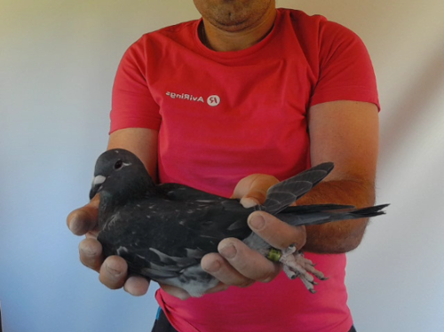 Pigeon image