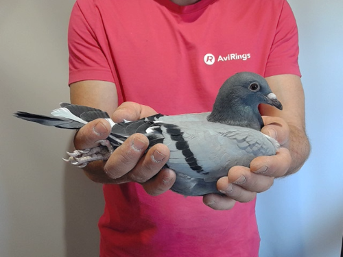 Pigeon image