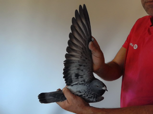 Pigeon image