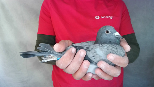 Pigeon image