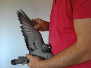 Pigeon image