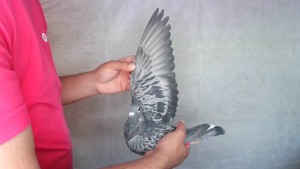 Pigeon image