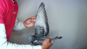 Pigeon image