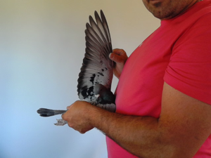 Pigeon image