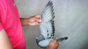 Pigeon image