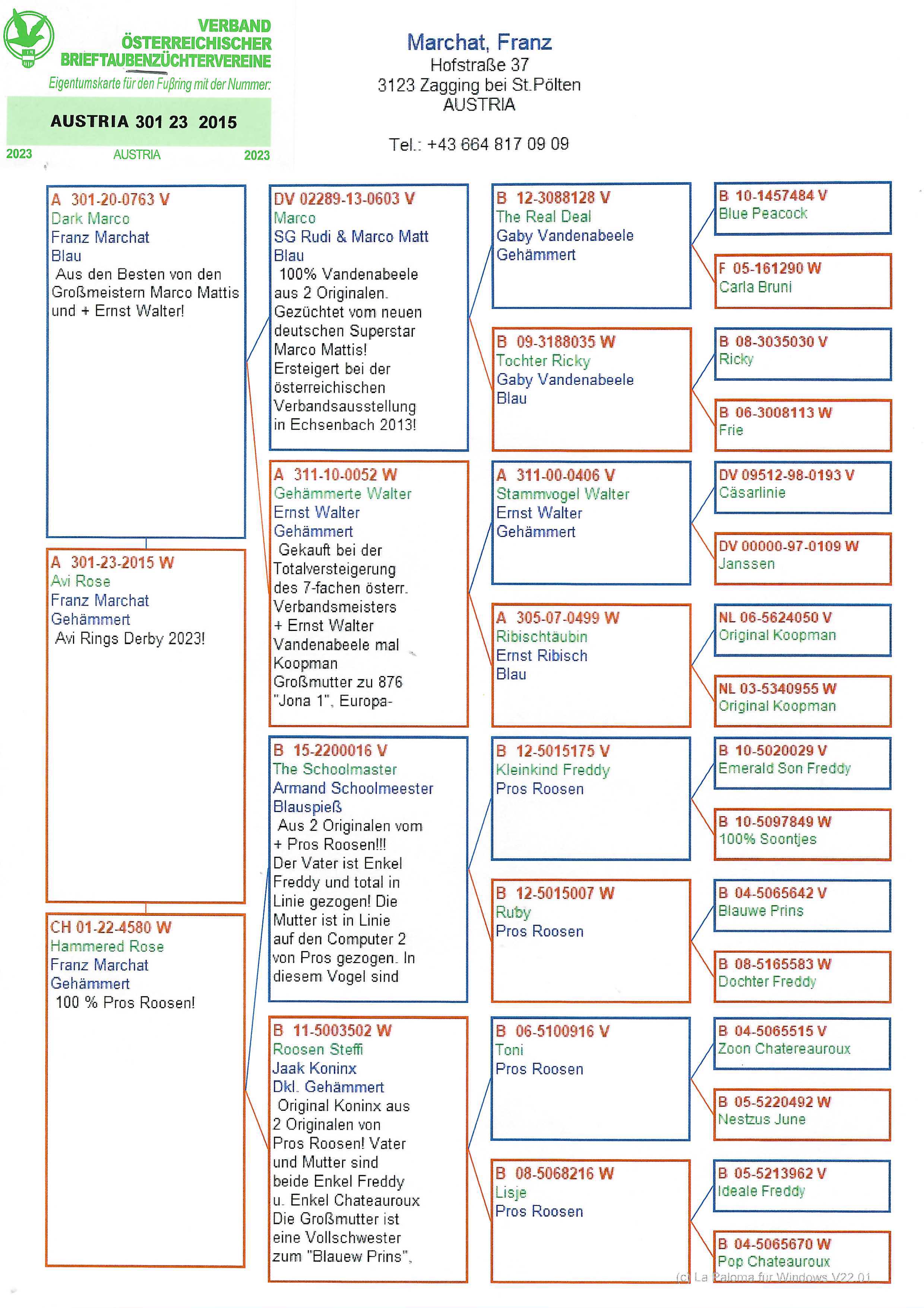 Pigeon pedigree image