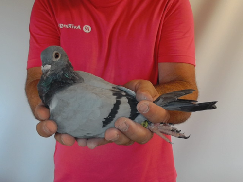 Pigeon image