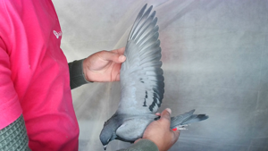 Pigeon image