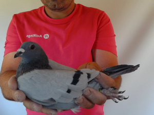 Pigeon image