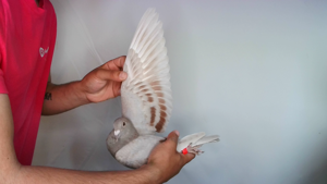 Pigeon image